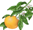 essential oils aromatherapy blending customize tangerine