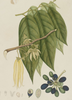 essential oils aromatherapy blending customize ylang ylang