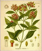 essential oils aromatherapy blending customize clove