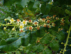 essential oils aromatherapy blending customize frankincense