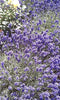 essential oils aromatherapy blending customize lavender