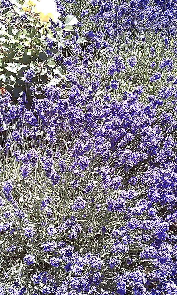 essential oils aromatherapy blending customize lavender